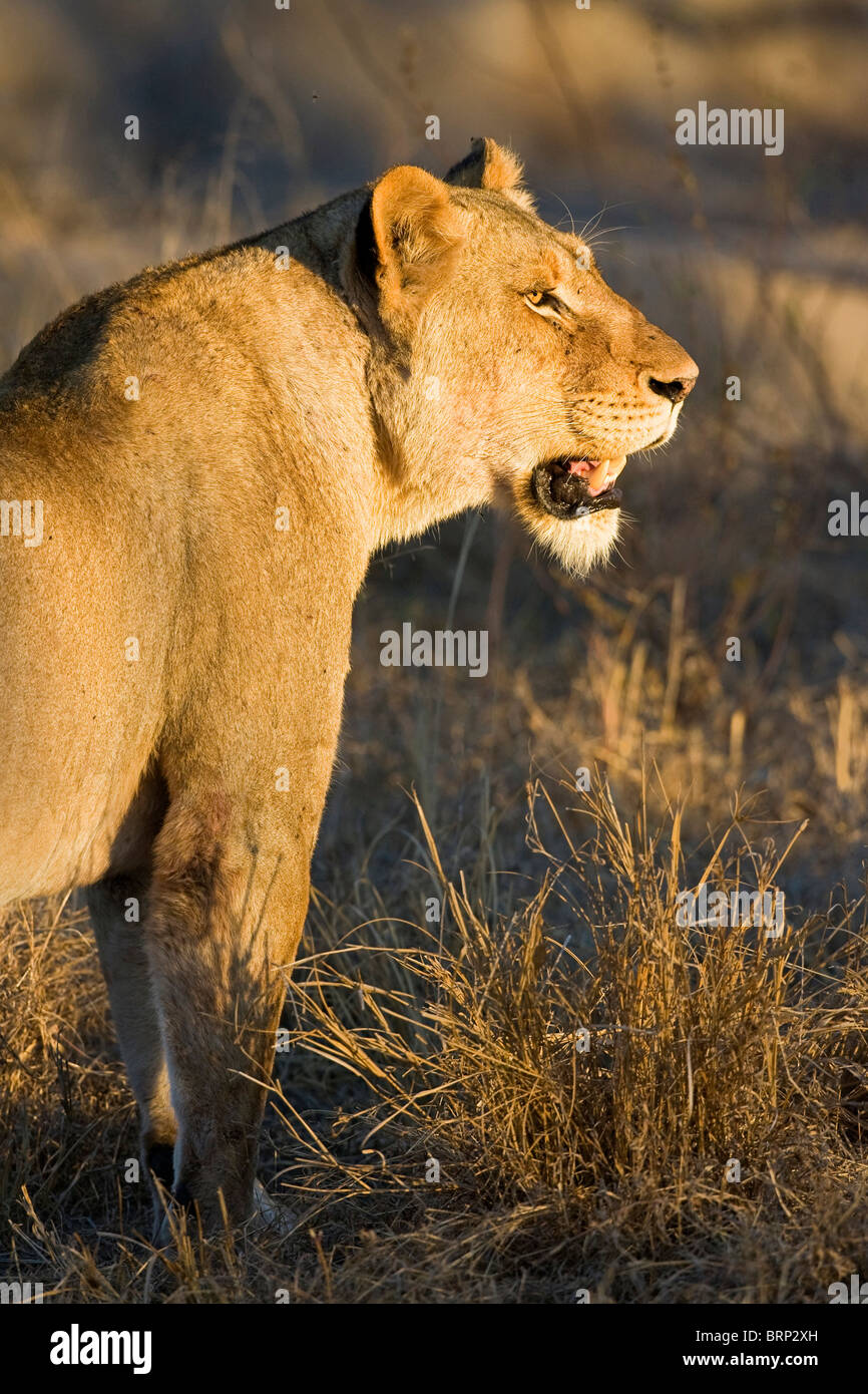 Retrato de una leona en luz cálida mirando alerta Foto de stock