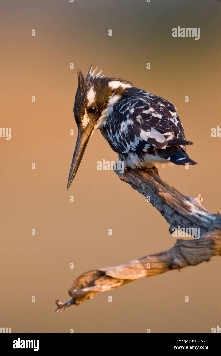 Pied Kingfisher posado en una rama Foto de stock