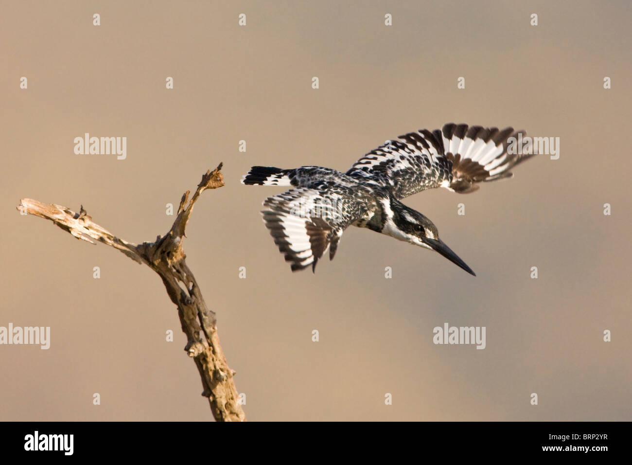 Pied Kingfisher Taking Flight Foto de stock