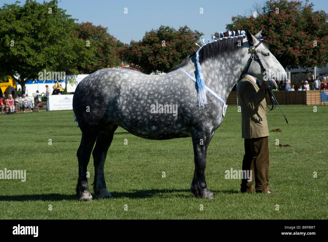 Caballo Percheron esperando a ser juzgados en la Suffolk Show 2010 Foto de stock