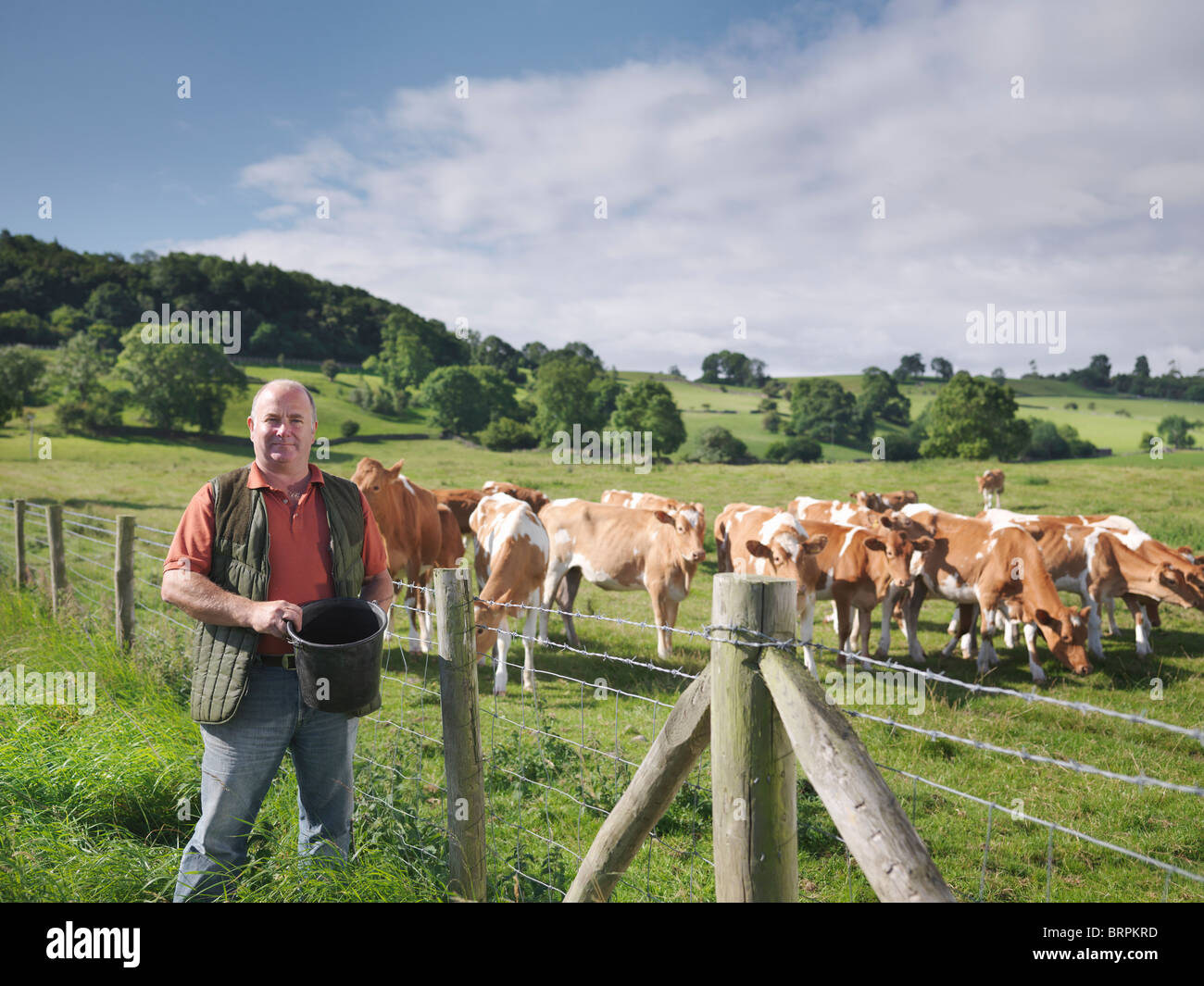Agricultor con guernsey terneros Foto de stock
