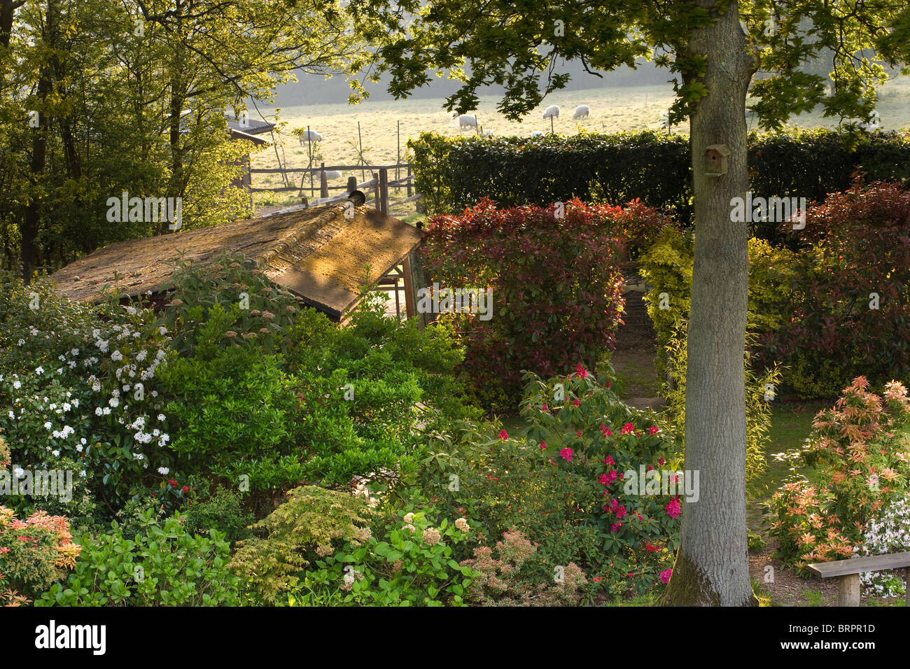 El Country Garden con arbustos, árboles y campo con ovejas, Sussex, Inglaterra, Reino Unido. Foto de stock