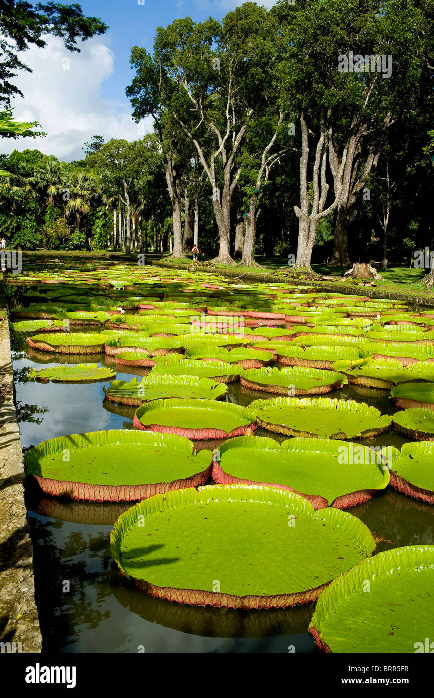 Los lirios de agua gigantes en Pamplemousse Gardens Foto de stock