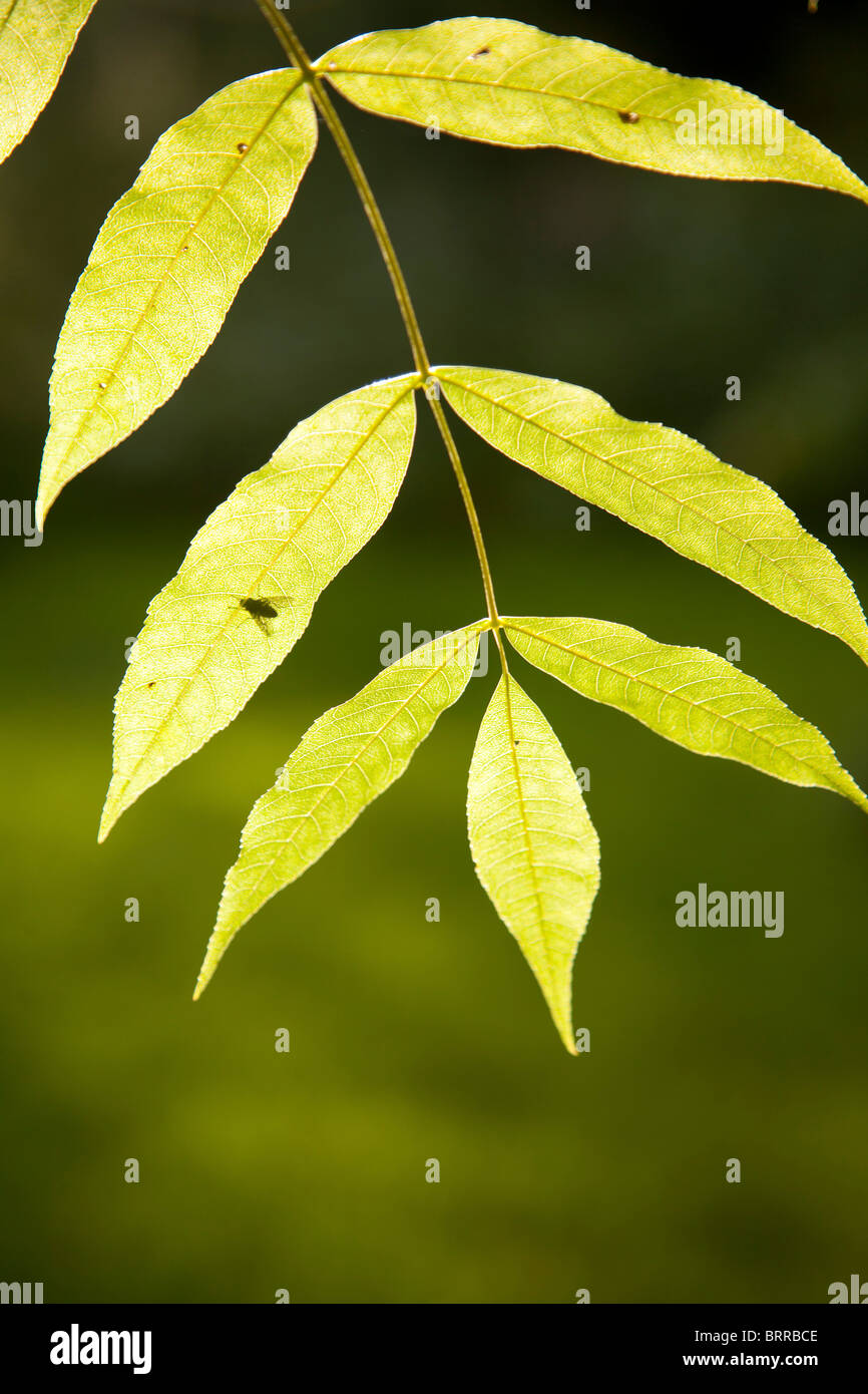 La fotosíntesis sol brillando las hojas del árbol de ceniza Foto de stock