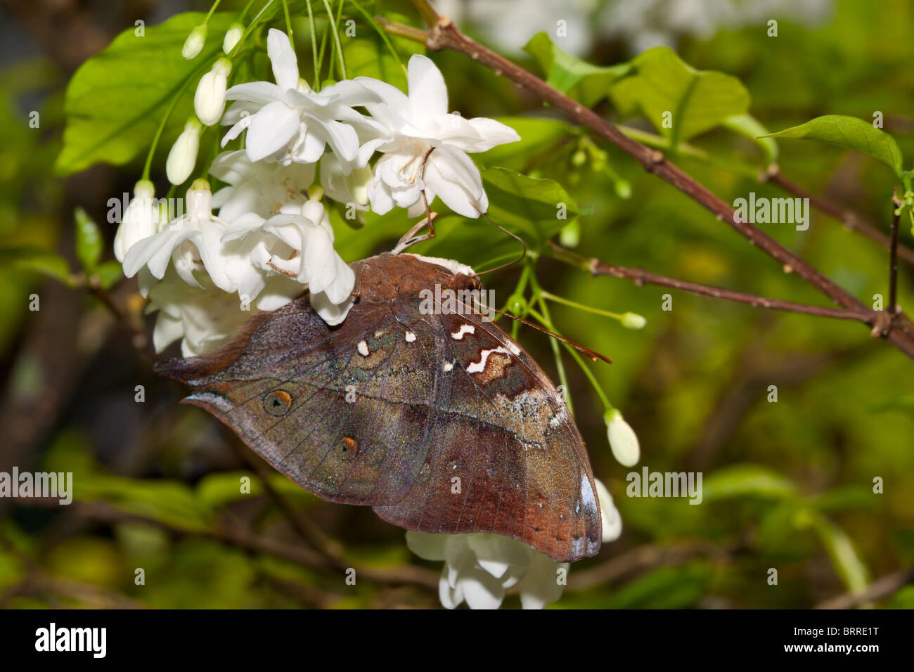 Mariposa, Doleschallia bisaltide Autumnleaf Foto de stock
