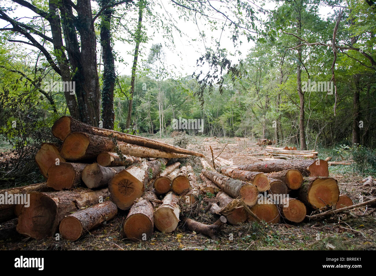Talan árboles de roble y la tala en los bosques Fotografía de stock - Alamy