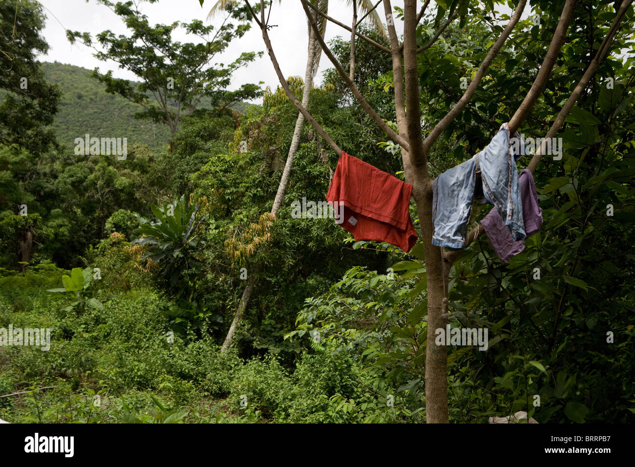 Lavado de árbol en Sierra Leona África Foto de stock
