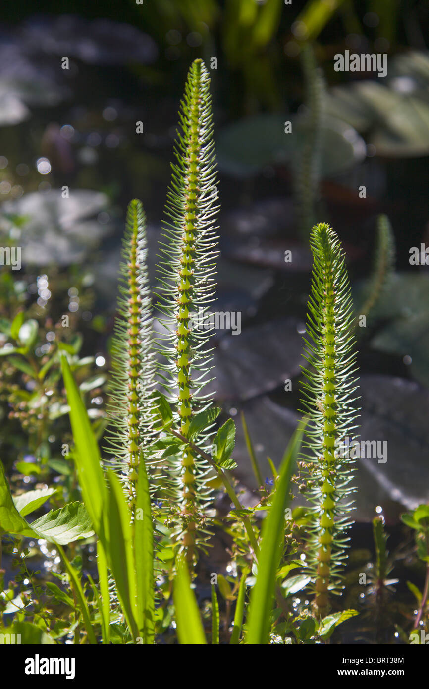 Yeguas Cola, Hippuris vulgaris, planta acuática, Inglaterra Foto de stock