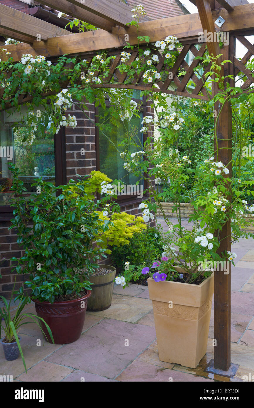 Pergola con blanco Rambling Rose, Rambling Rector, creciendo en maceta, Inglaterra Foto de stock