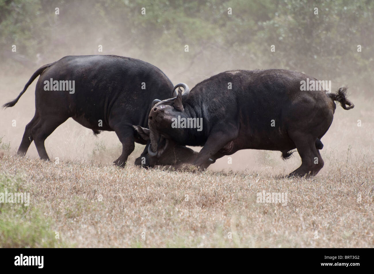 Cape Buffalo combates Foto de stock