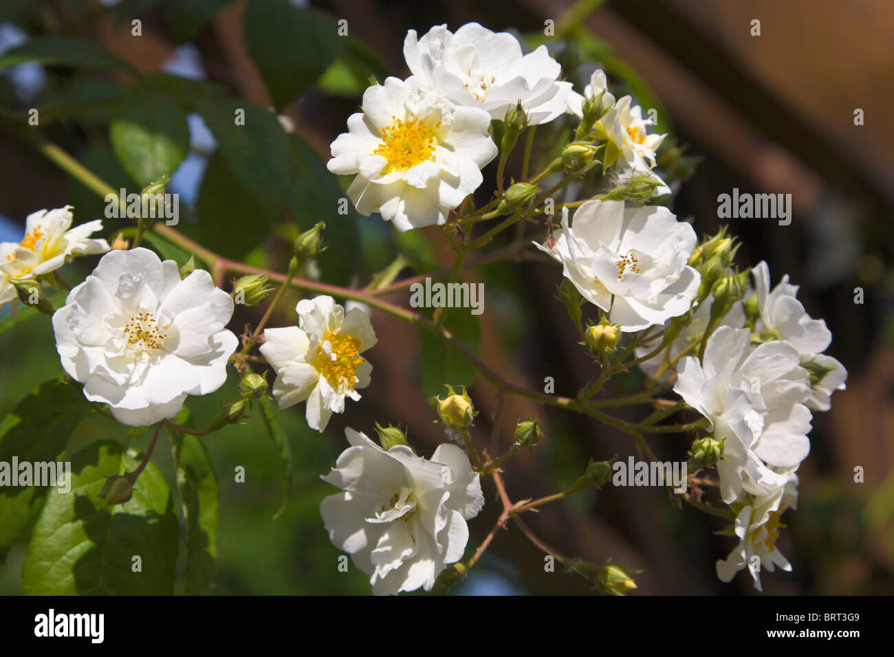 Rambling Rector, blanco Rambling Rose, Inglaterra Foto de stock