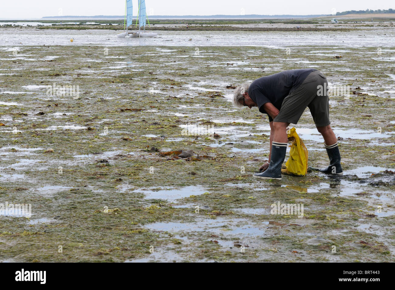 Fotografía de Stock de un hombre recogiendo caracoles de mar en una playa en Ile d'oleron Francia. Foto de stock