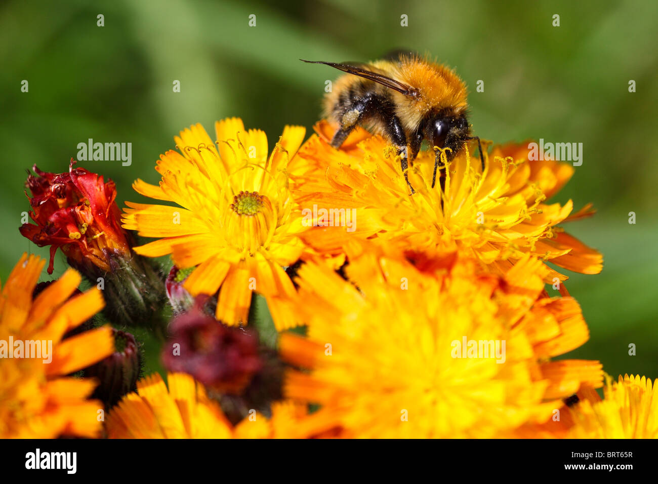 La abeja melífera recogiendo el néctar de las flores del jardín Montrose Scotland Foto de stock