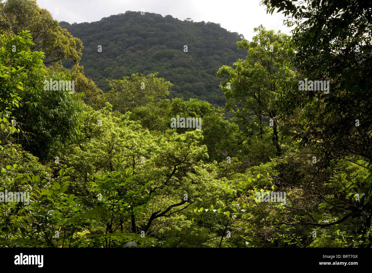 Bosques tropicales por encima de Freetown, Sierra Leona, África occidental Foto de stock