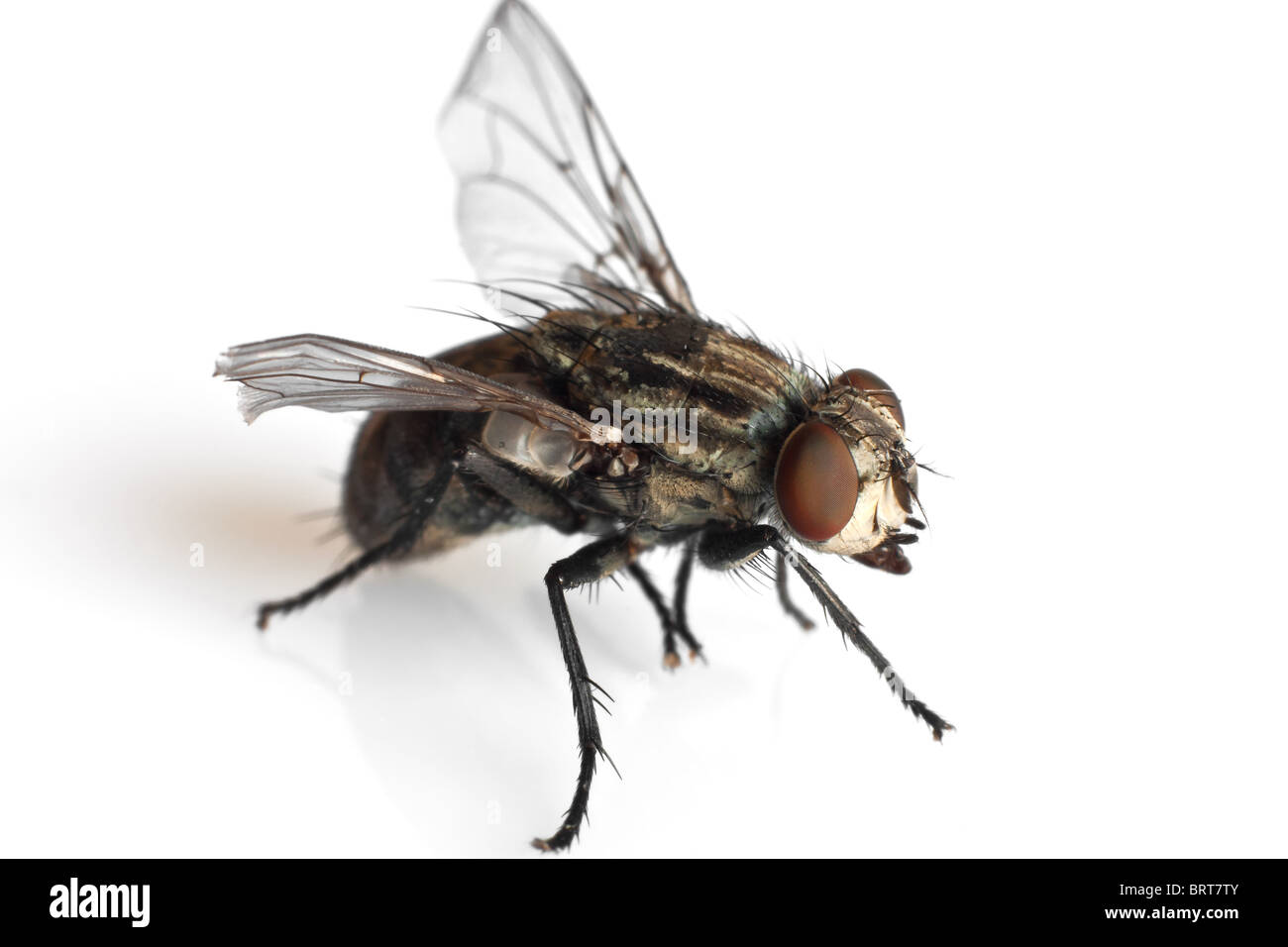 Detalle de una mosca aislado sobre fondo blanco. Foto de stock