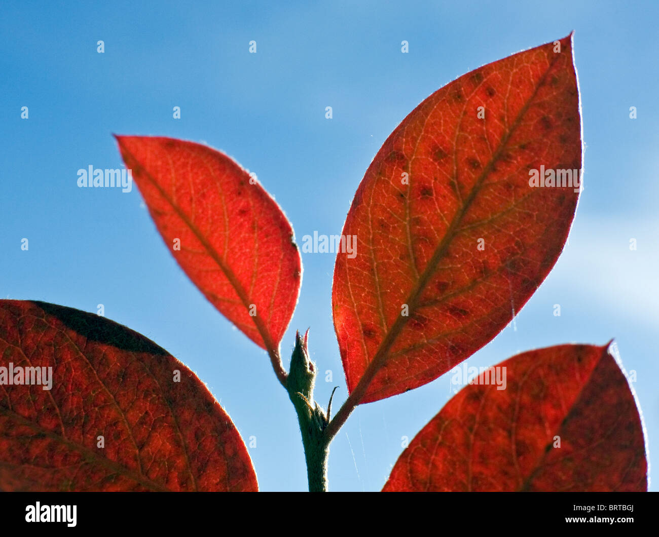 Colores de otoño hojas de hiedra en el Parque Nacional Gauja Letonia Foto de stock