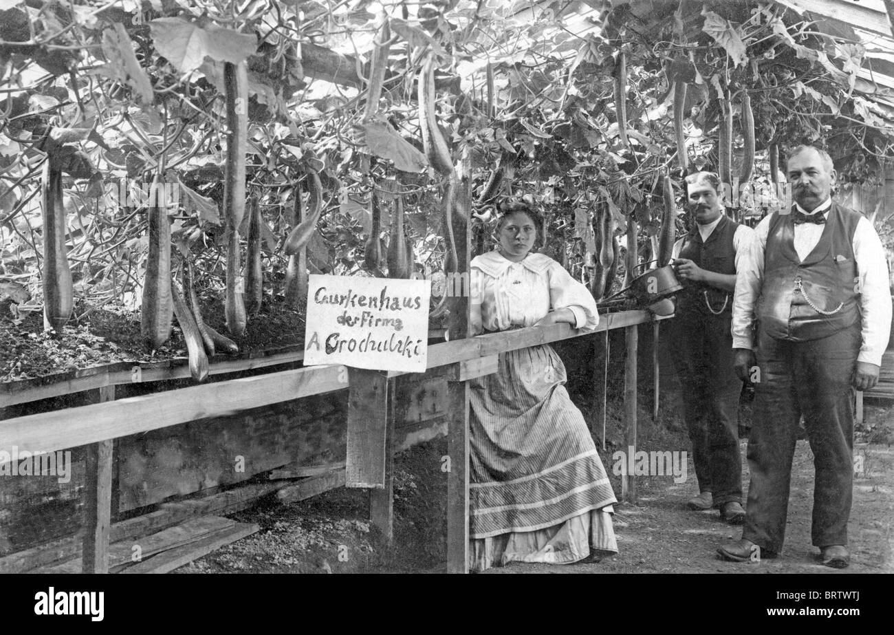 La agricultura, gases de efecto invernadero para los pepinos, imagen histórica, ca. 1914 Foto de stock