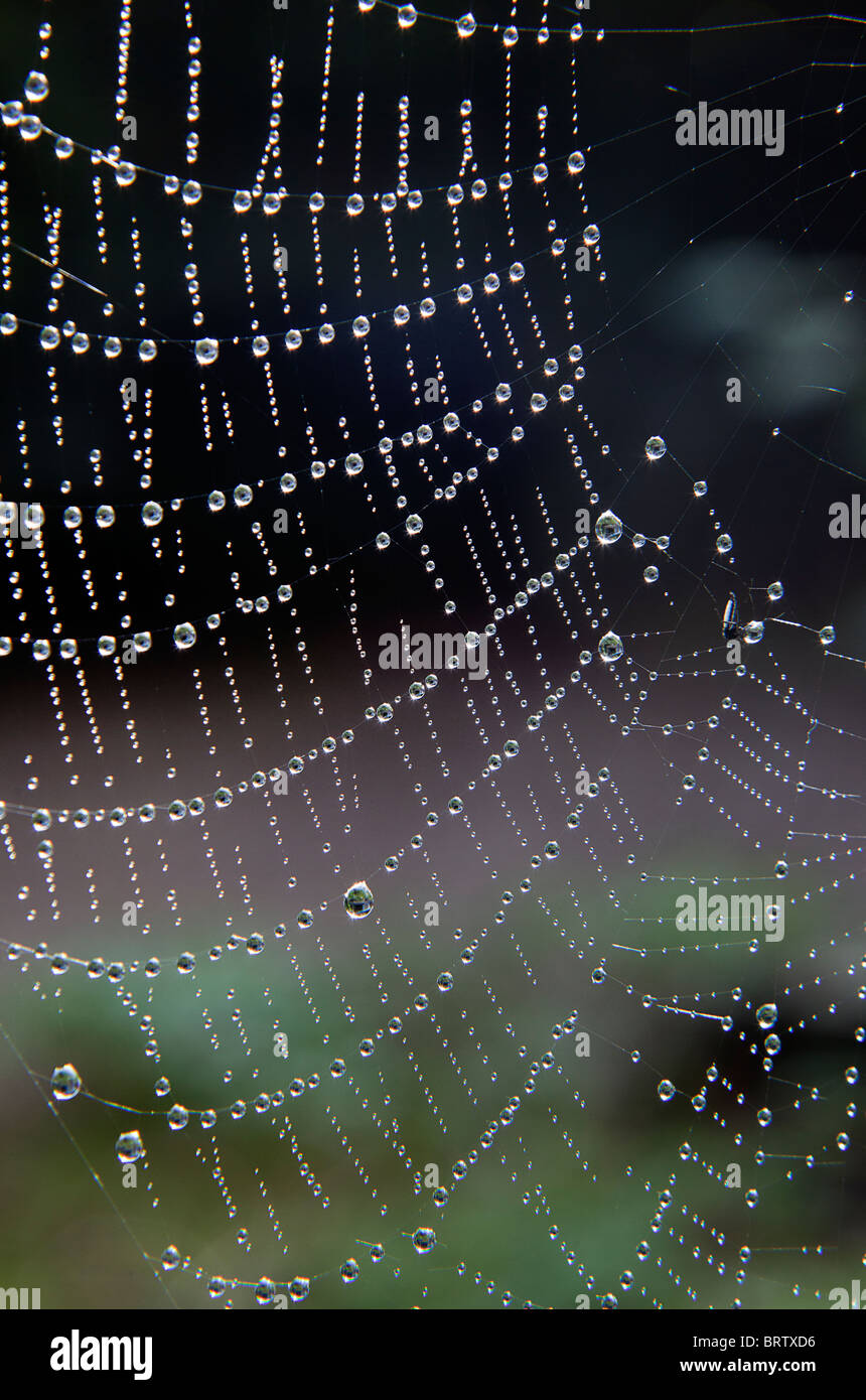 Parte de la tela de araña en el jardín con gotas de rocío. Foto de stock