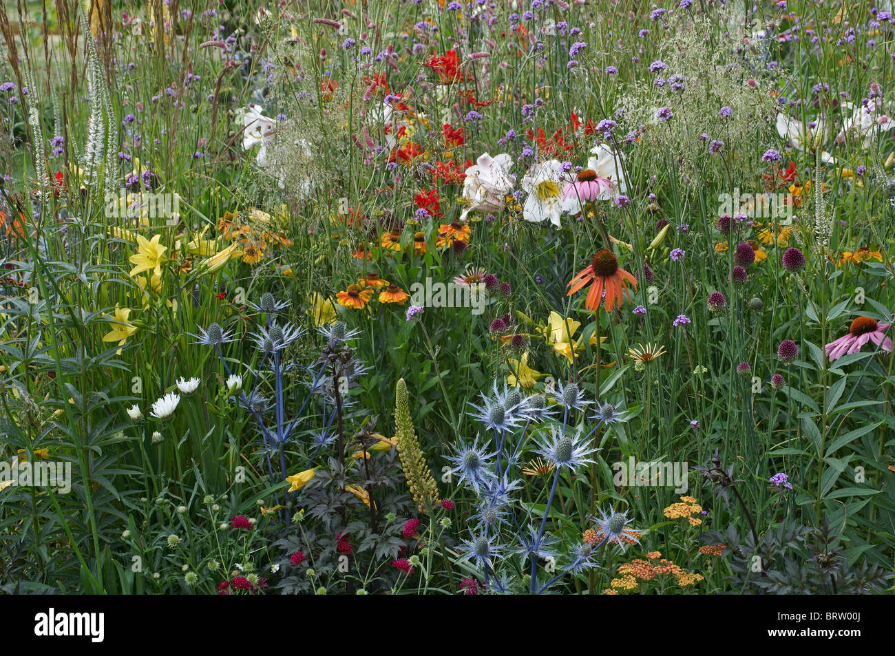 Una colorida pradera de flores silvestres y cultivadas Foto de stock