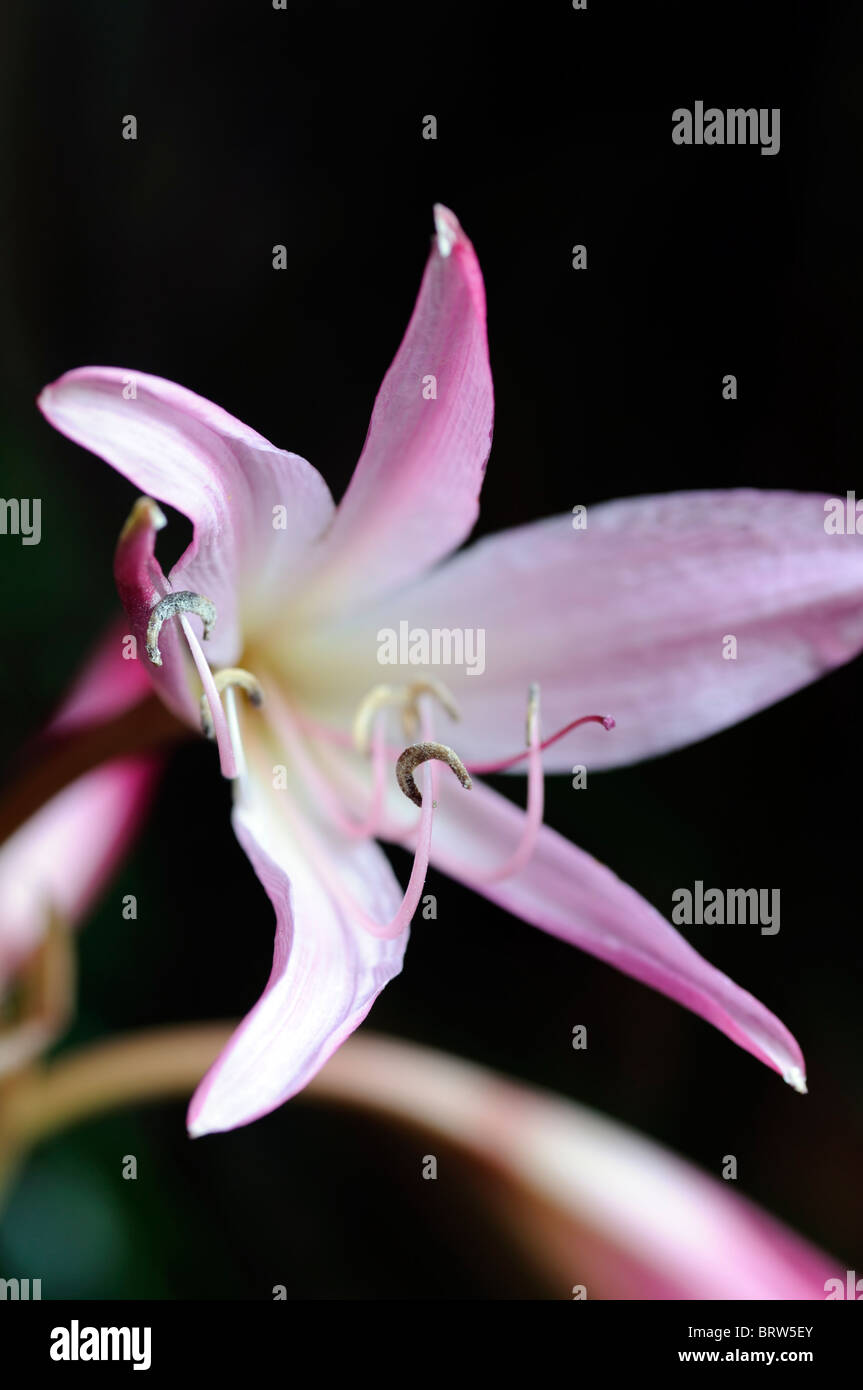Crinum x powellii Roseum lily flor rosa flor tierna flor perenne lámpara de finales de verano Foto de stock
