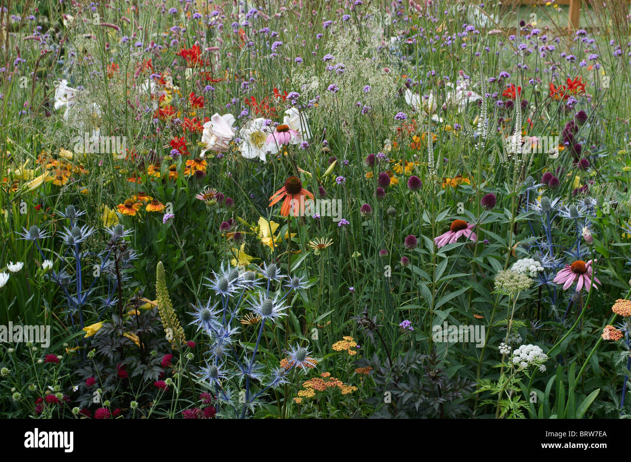 Una colorida pradera de flores silvestres y cultivadas Foto de stock