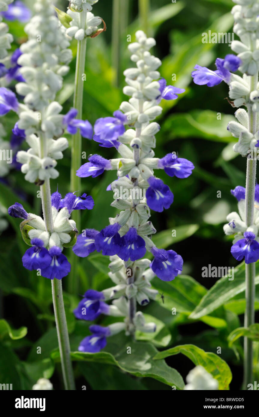 Salvia farinacea - Salvia azul, Salvia blanca