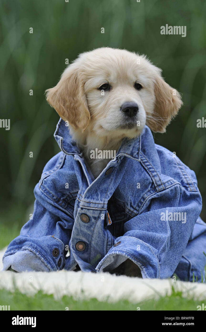 Golden Retriever (Canis lupus familiaris), puppy sentado en una chaqueta de jeans. Foto de stock