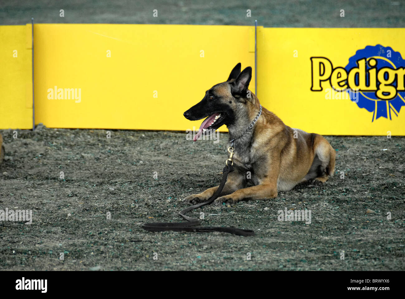 Xmatkuil, Yucatán, México - 12 de noviembre. Un perro Pastor Alemán durante un espectáculo Foto de stock