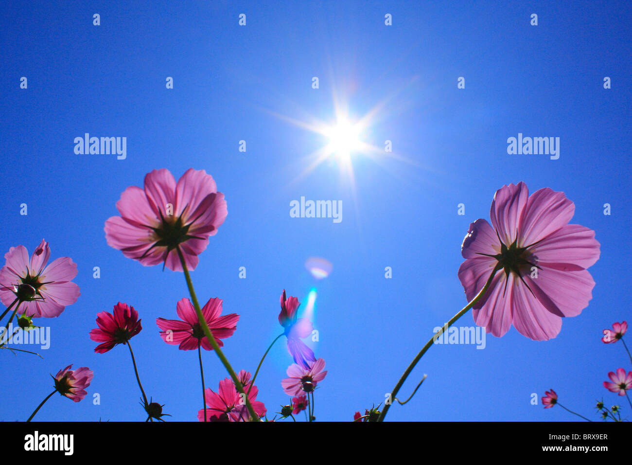 Sol y cielo azul a lo largo de Cosmos Flores Foto de stock