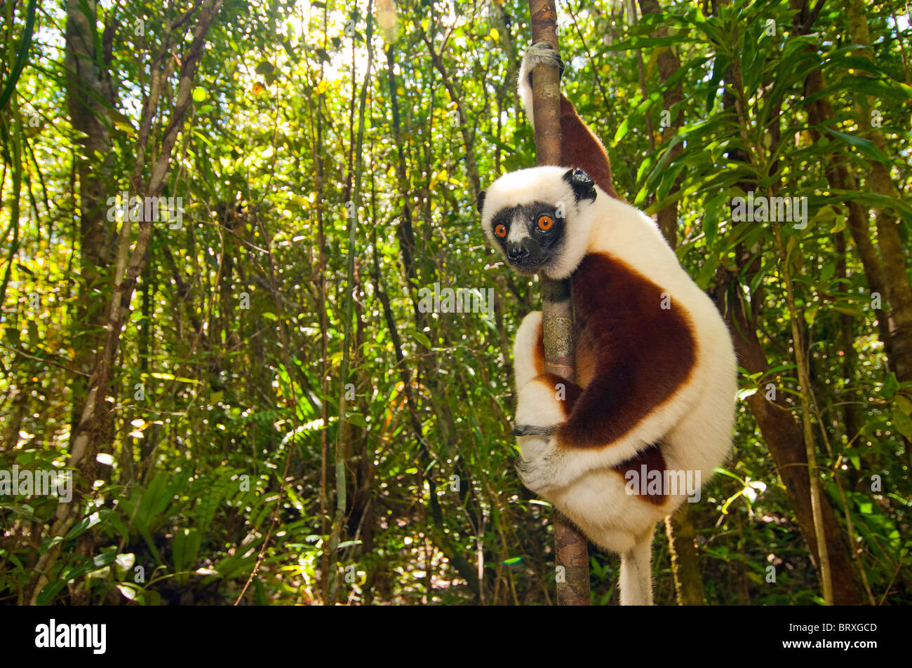 Lemur wildlife Propithecus verreauxi cocquereli Sifaka Madagascar Madagascar lemur bosque salvaje selva prosimian árbol Foto de stock