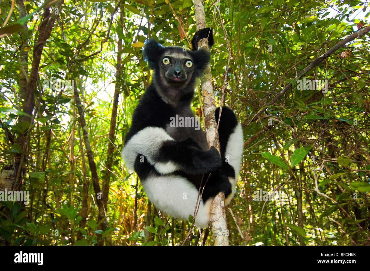 Lemur wildlife Diadem Propithecus diadema edwardsi Sifaka Madagascar Madagascar lemur bosque salvaje selva prosimian árbol Foto de stock