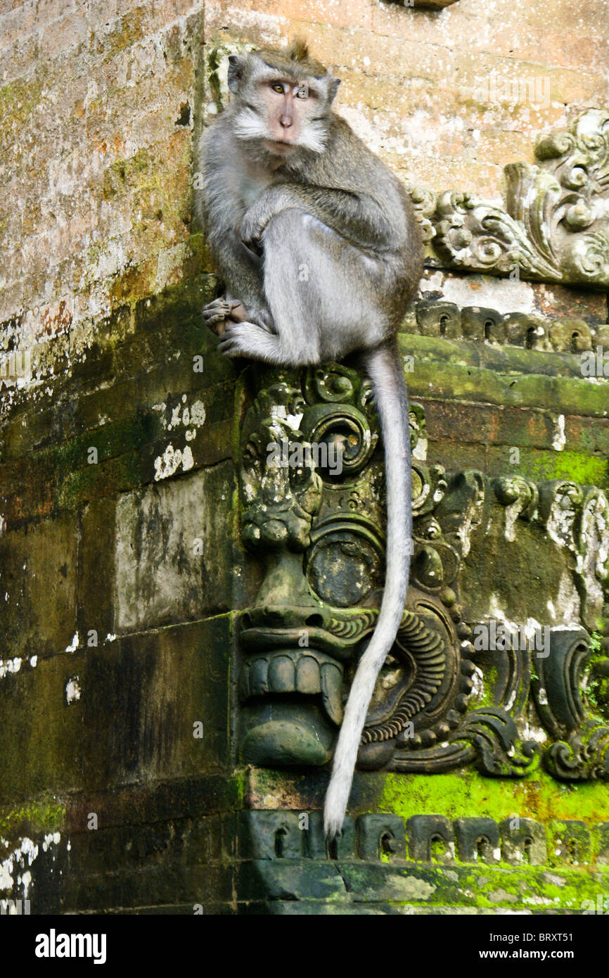 Larga cola macaco, Sangeh Monkey Forest, Ubud, Bali, Indonesia Foto de stock