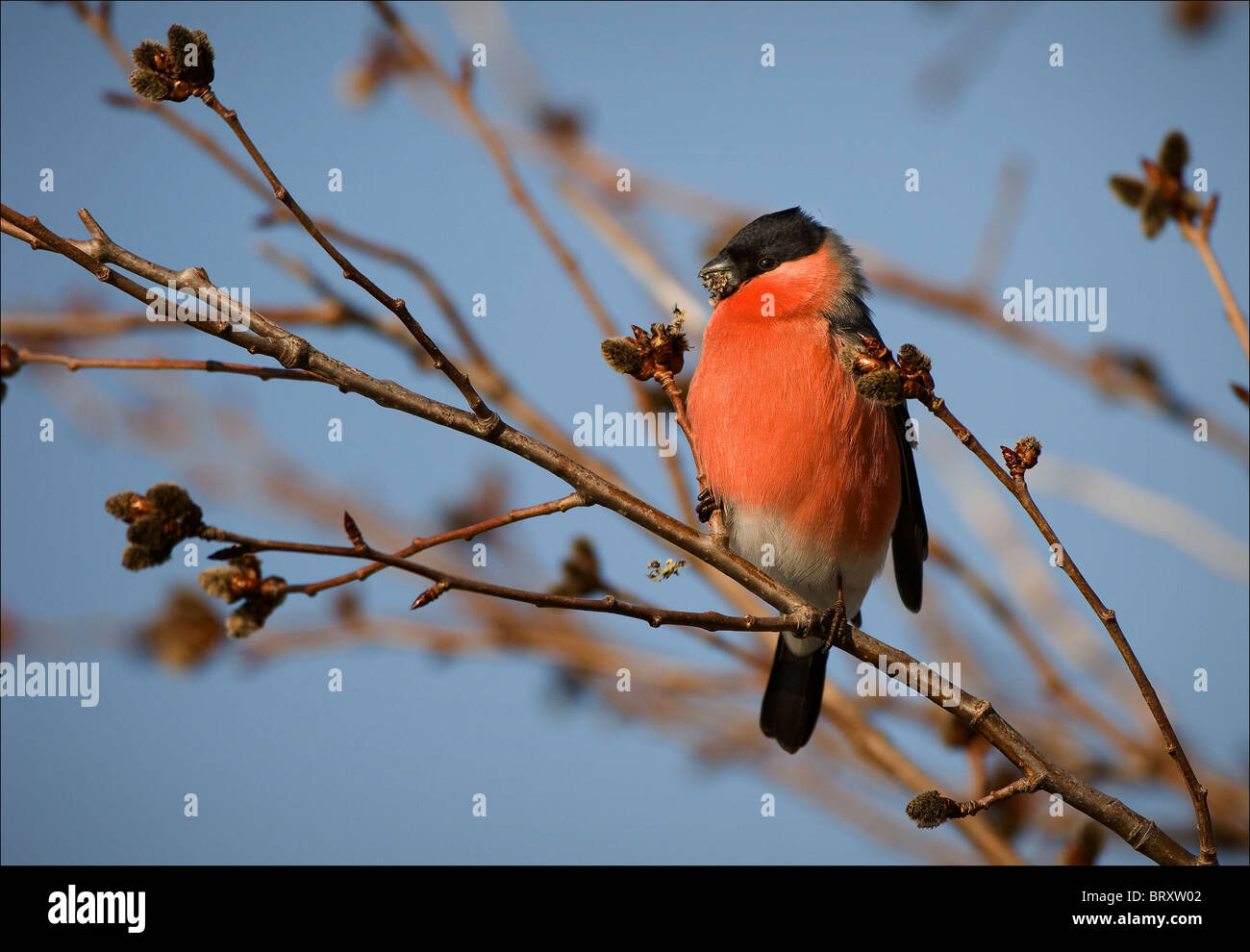 Bullfinch Foto de stock