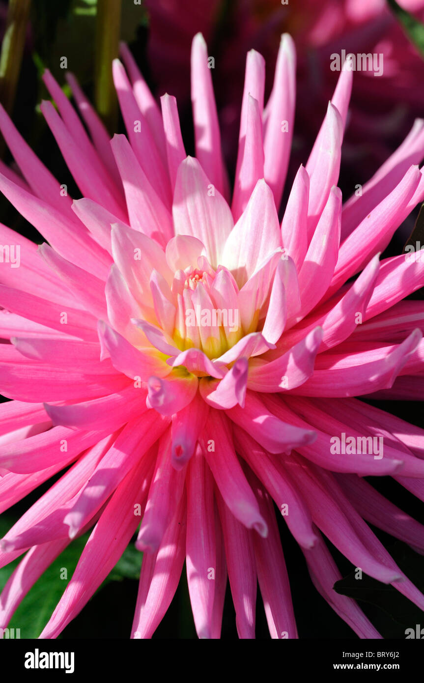 Dalia rotonde pequeño cactus flor rosa flor tipo de flor variedad híbrida  de color color color color Fotografía de stock - Alamy