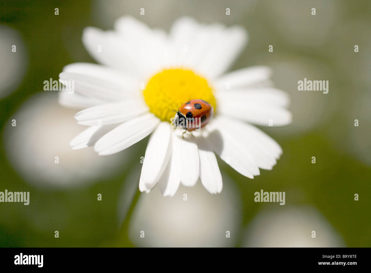 Ladybug en ojo de buey margaritas (Chrysanthemum leucanthemum) Foto de stock