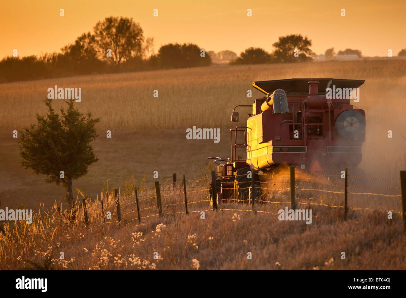 Una cosechadora en un campo de maíz al atardecer Foto de stock
