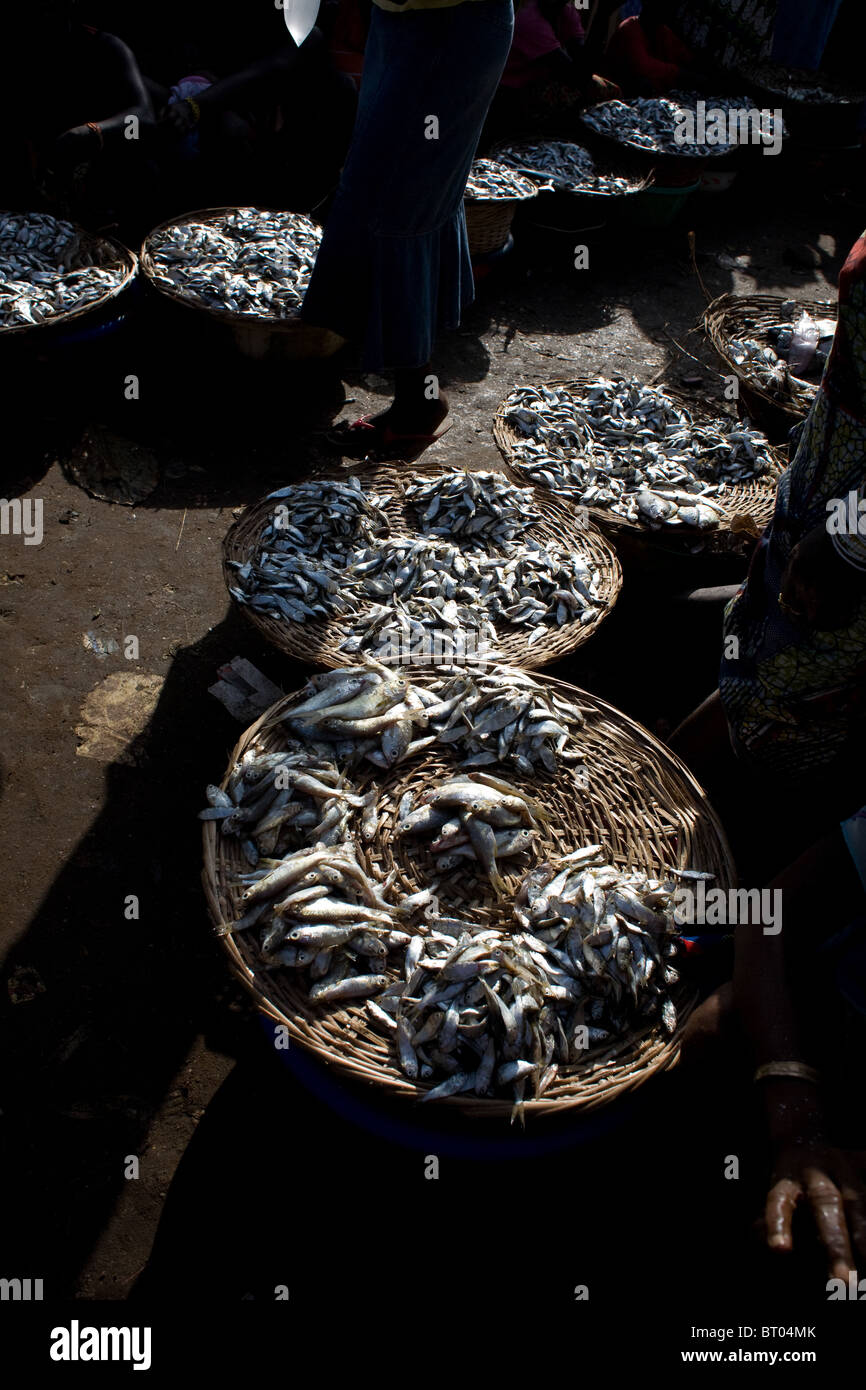 Pescado al mercado en Lungi Sierra Leona África Occidental Foto de stock