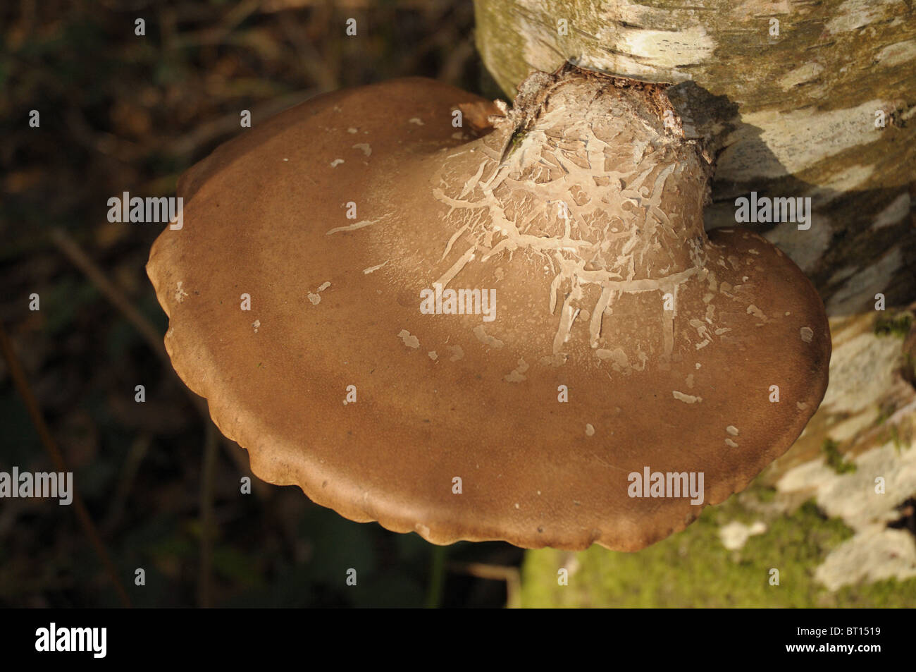 Horseshoe hongo en el nuevo bosque , Reino Unido Foto de stock