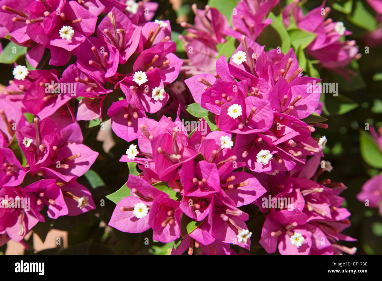 Buganvilla bougainvillea flower flowers fotografías e imágenes de alta  resolución - Alamy