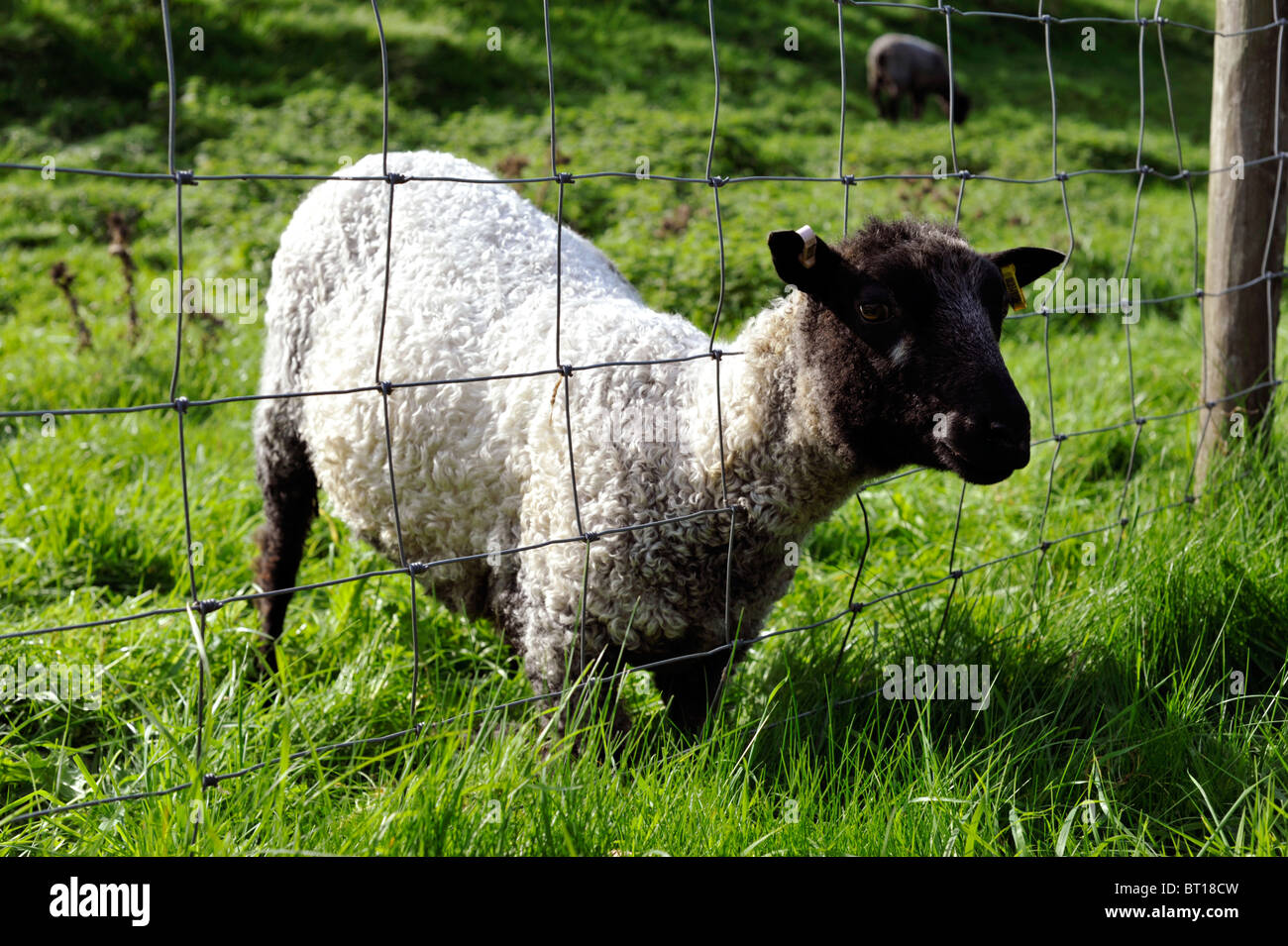 El pastoreo de ovejas con cabeza atascada en la valla de alambre Foto de stock