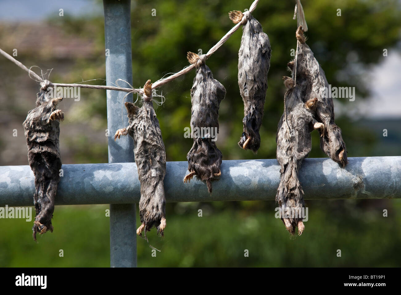 Los Topos muertos asesinados por un agricultor Wensleydale, Yorkshire Dales National Park Foto de stock