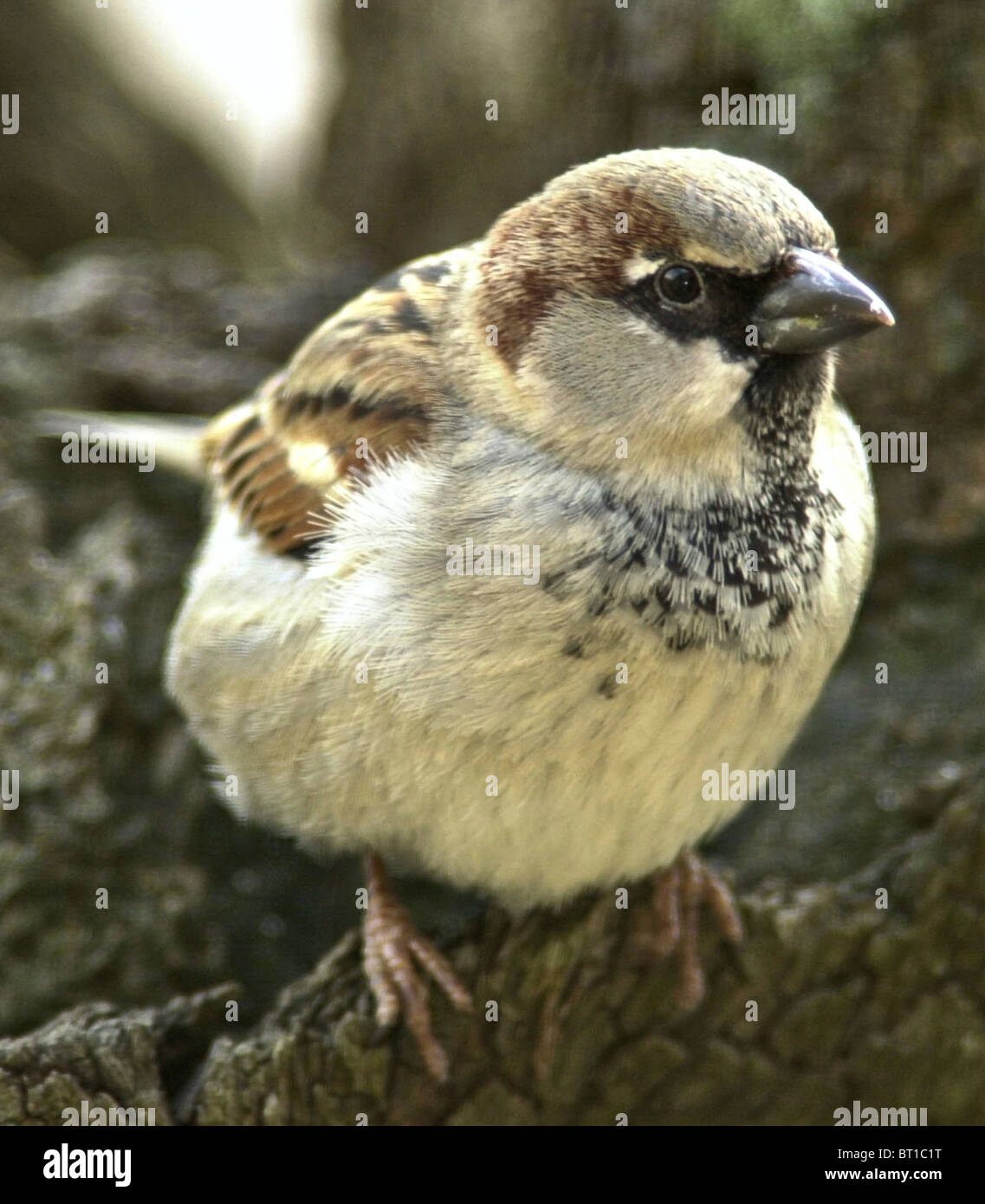 Gorrión gorrión (Passer domesticus) Bien amados pájaros británica ahora en serio declive. Los jóvenes varones. Foto de stock