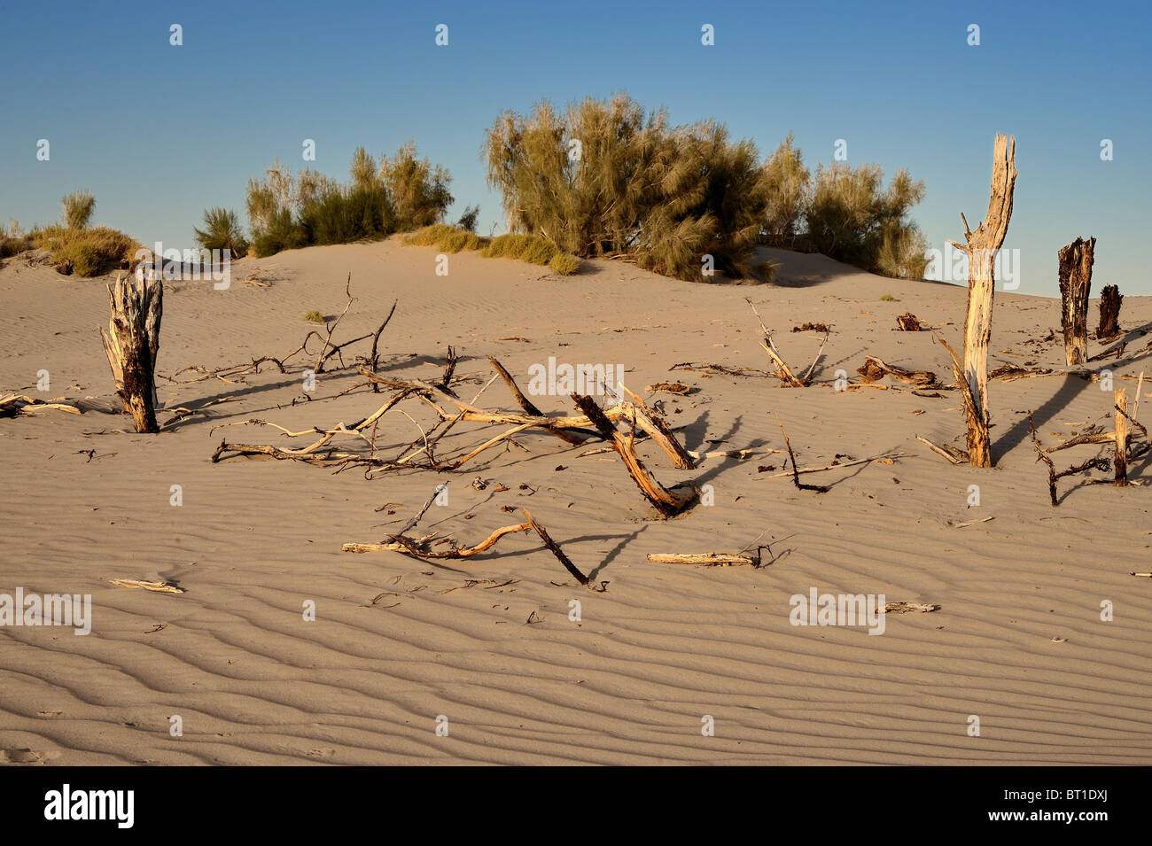 Las dunas de arena y árboles muertos en el sur de Kazajstán Foto de stock