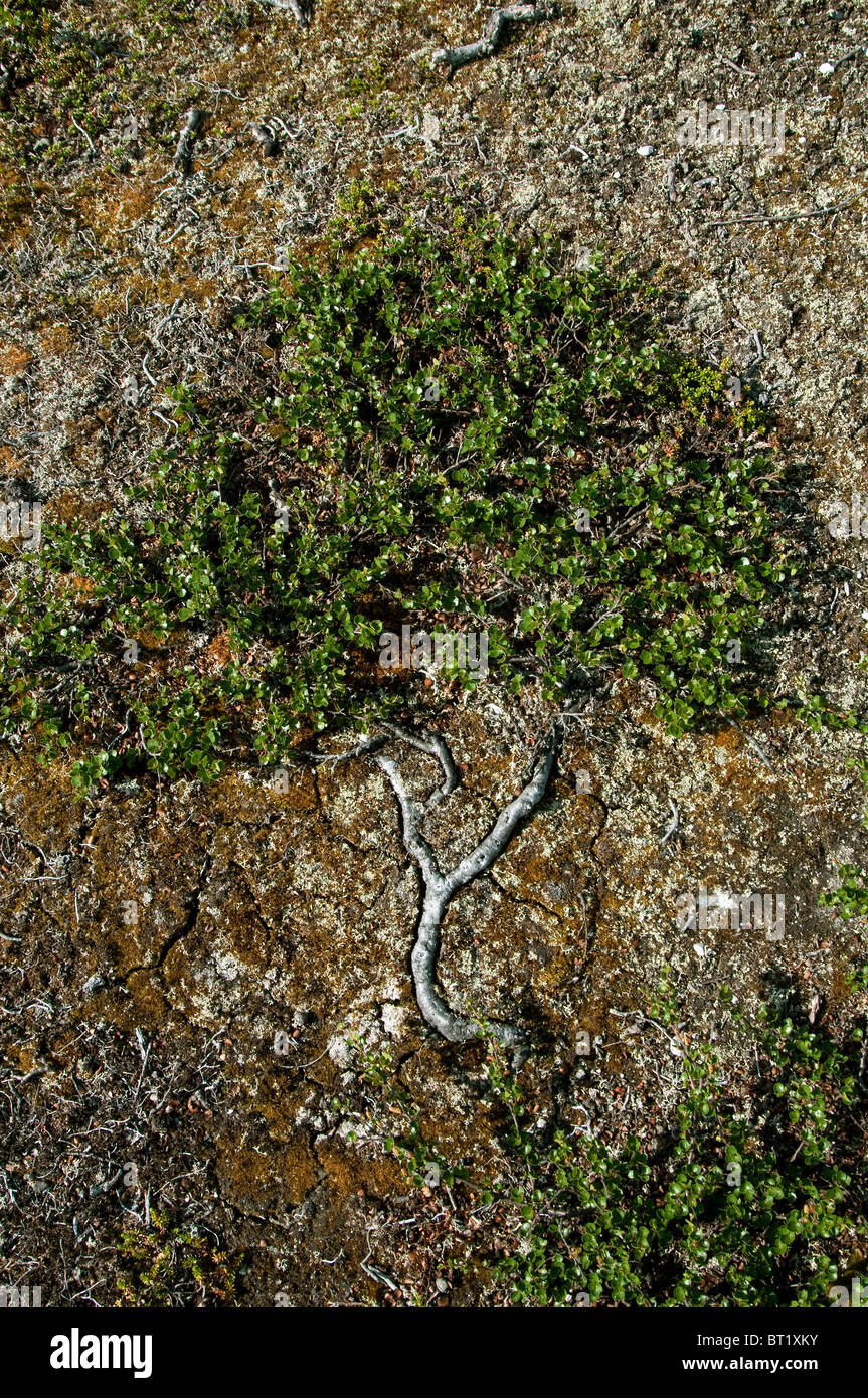 El abedul enano (Betula nana). En la tundra arbusto enano ly normalmente en el suelo. Este tiene la forma de un árbol de hoja caduca. Foto de stock