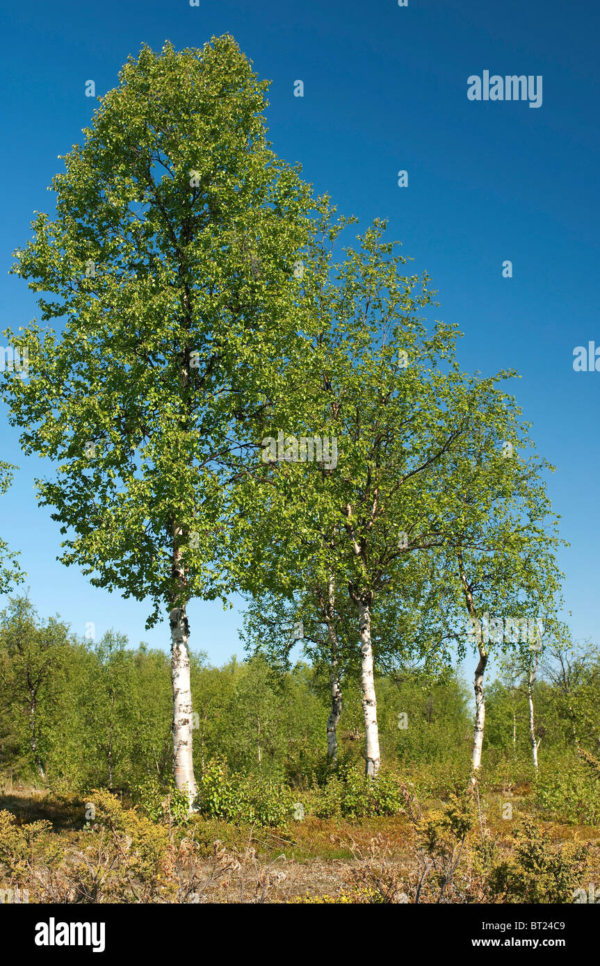 Plata abedul (Betula pendula). Árboles en un pantano de Suecia. Foto de stock