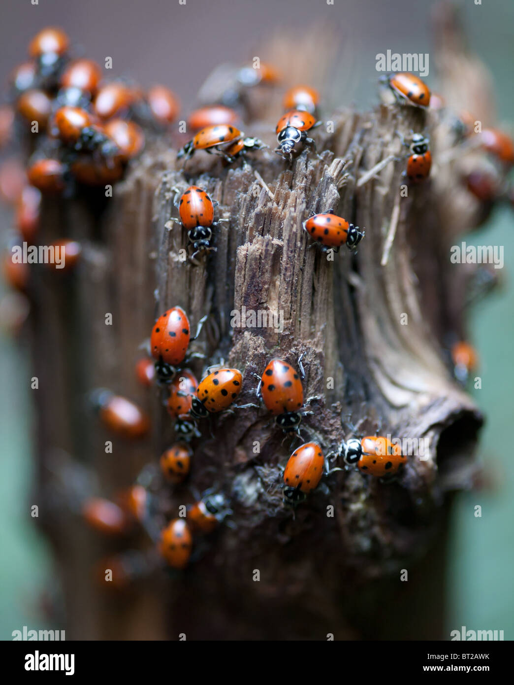 Un grupo de lady bugs reunidos sobre un tocón. Foto de stock