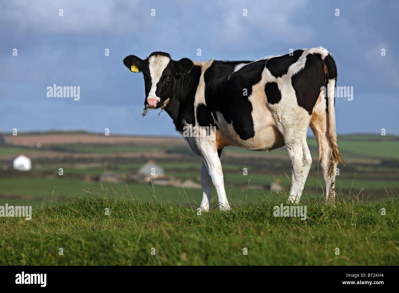 Vaca en pasto Foto de stock