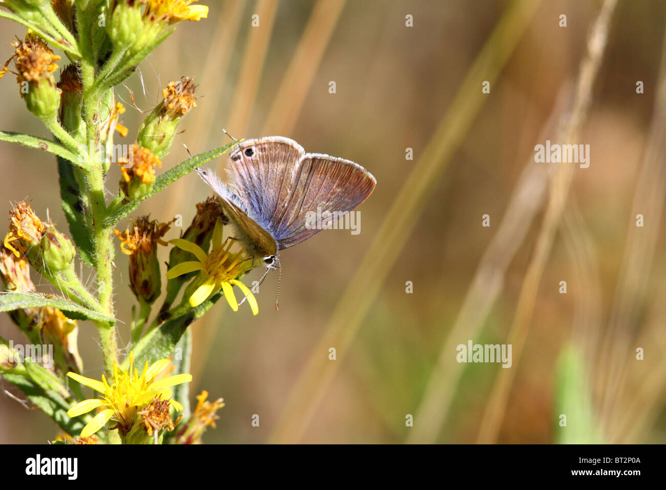 Larga cola mariposa azul Foto de stock