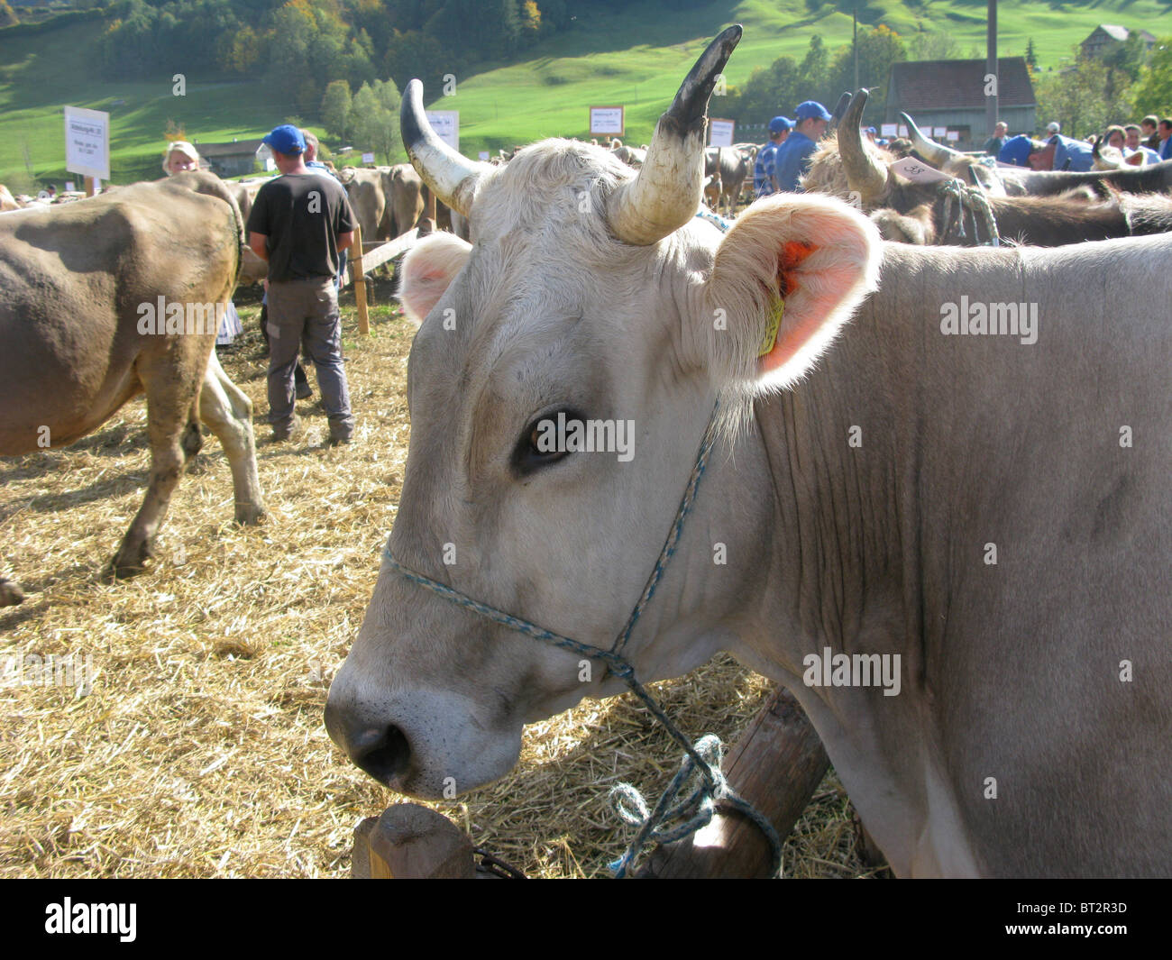 Feria agrícola ganadera vacas Suiza Foto de stock