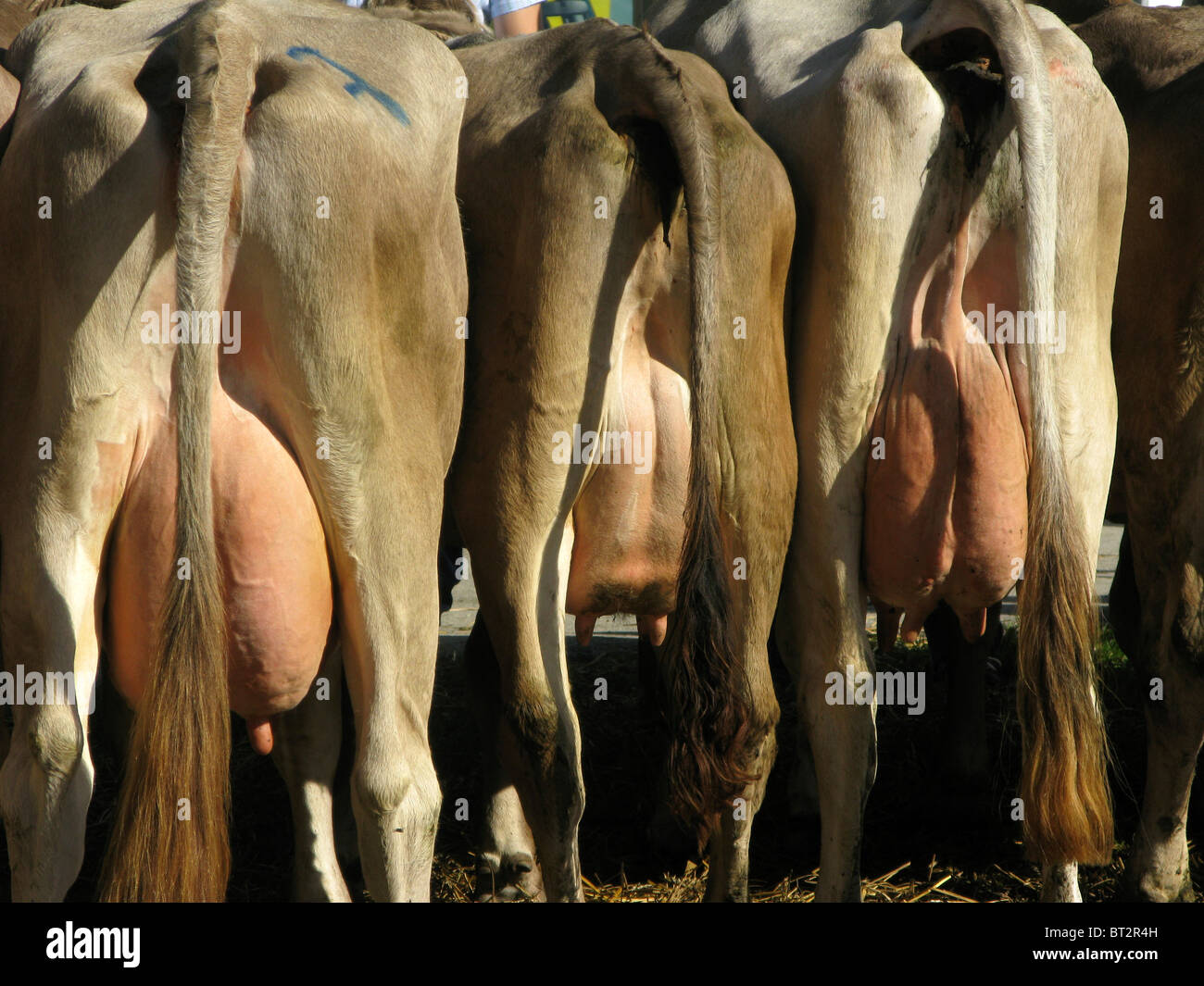 Vacas lecheras suizas, la ubre detalle Foto de stock
